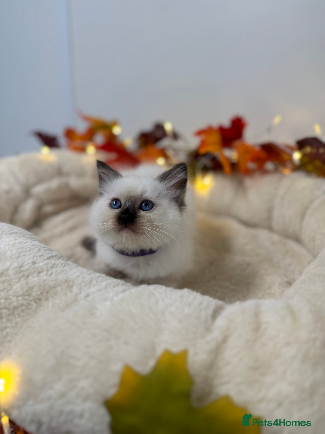 Ragdoll cats for sale: Adorable Ragdoll Kittens - GCCF registered - Image 6
