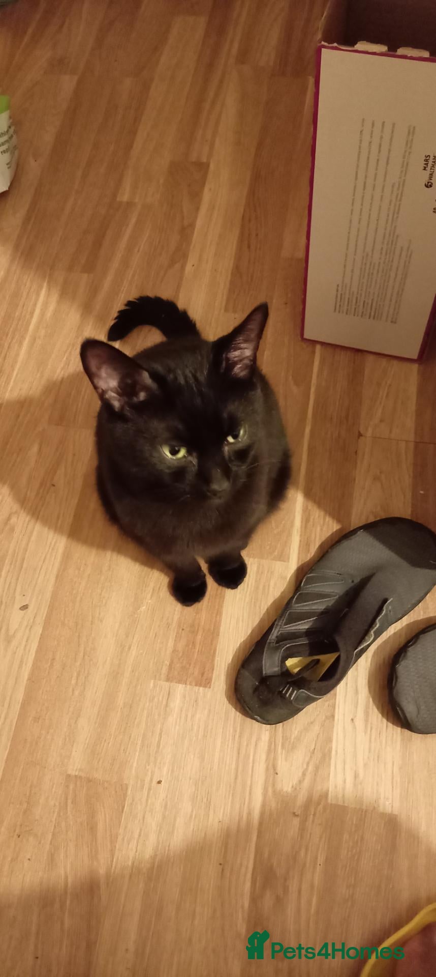 British Shorthair cats Black cat 5 years old  - Advert 2