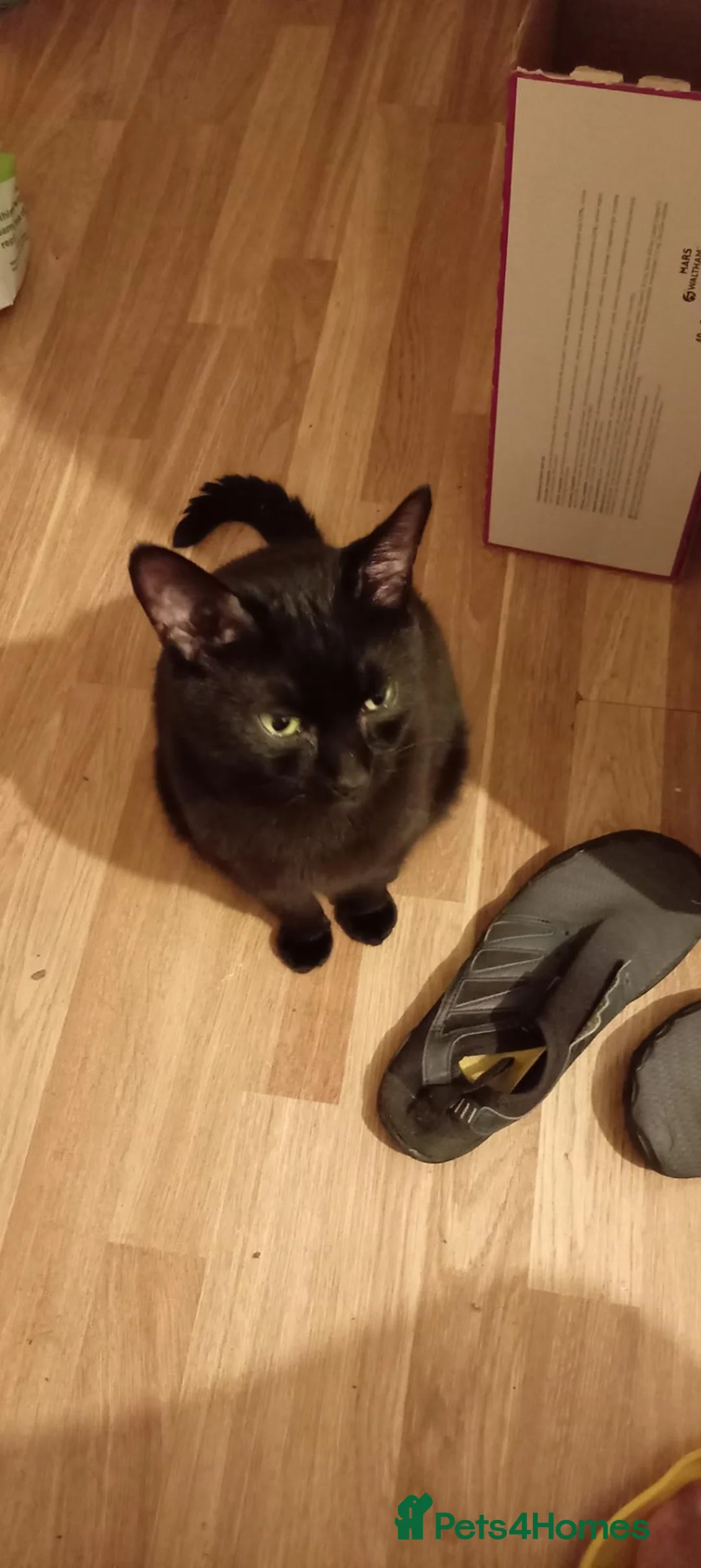 British Shorthair cats for sale: Black cat 5 years old  in London - Advert 1