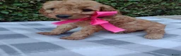 Cockapoo dogs for sale: Beautiful cockapoo puppies  - Advert 3