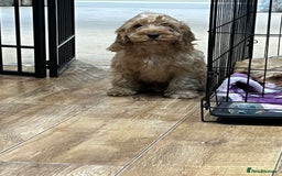 Cockapoo dogs for sale: Healthy Cockapoos boys fully vaccinated  - Image 29