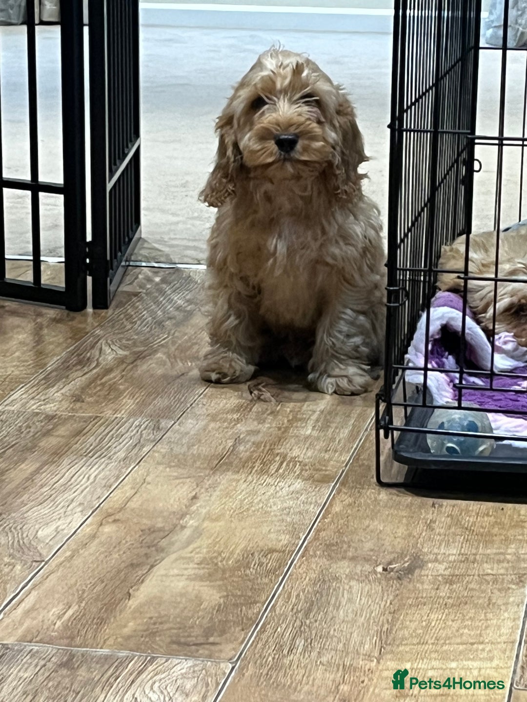 Cockapoo dogs for sale: Healthy Cockapoos boys fully vaccinated  - Image 29