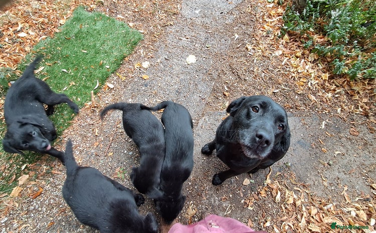 Labrador Retriever dogs - Advert 13