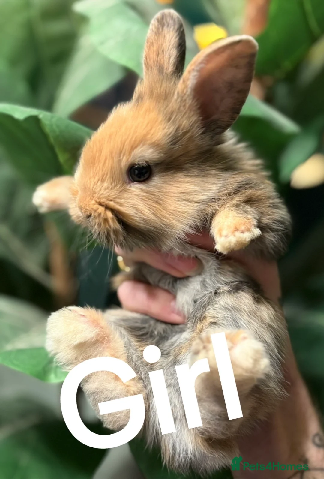 Belgian Hares rabbits for sale: 4 beautiful harlequin rabbits  - Advert 2