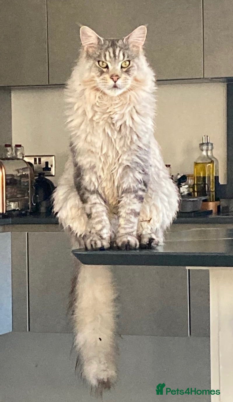 Maine Coon cats Adult Male  - Advert 1