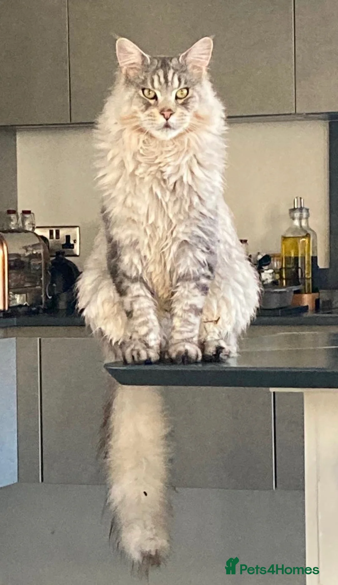 Maine Coon cats for sale: Adult Male  in Banbury - Advert 1