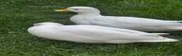 Ducks poultry for sale: Male Call ducks  - Advert 6