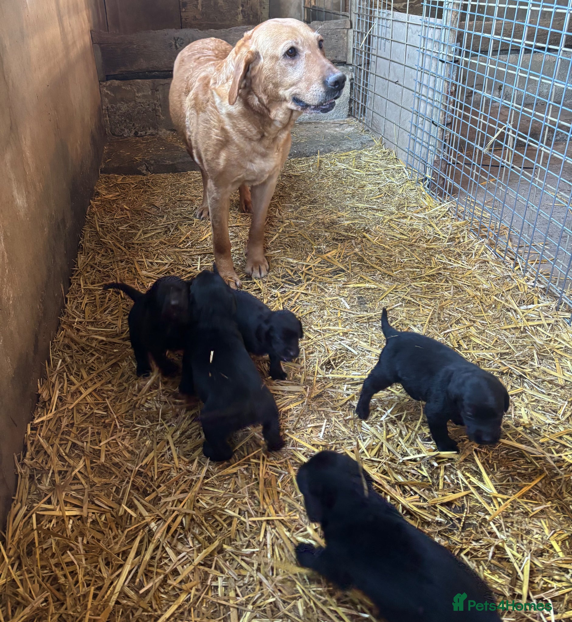 Springador dogs Beautiful Black Springador puppies for sale. - Advert 2