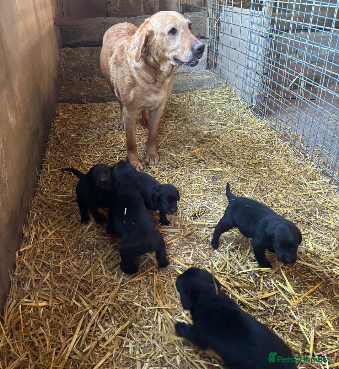Springador dogs for sale: Beautiful Black Springador puppies for sale. in Okehampton - Advert 2