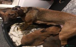 Mixed Breed dogs for sale: Adorable Lurcher Cross Puppies Available! - Image 4