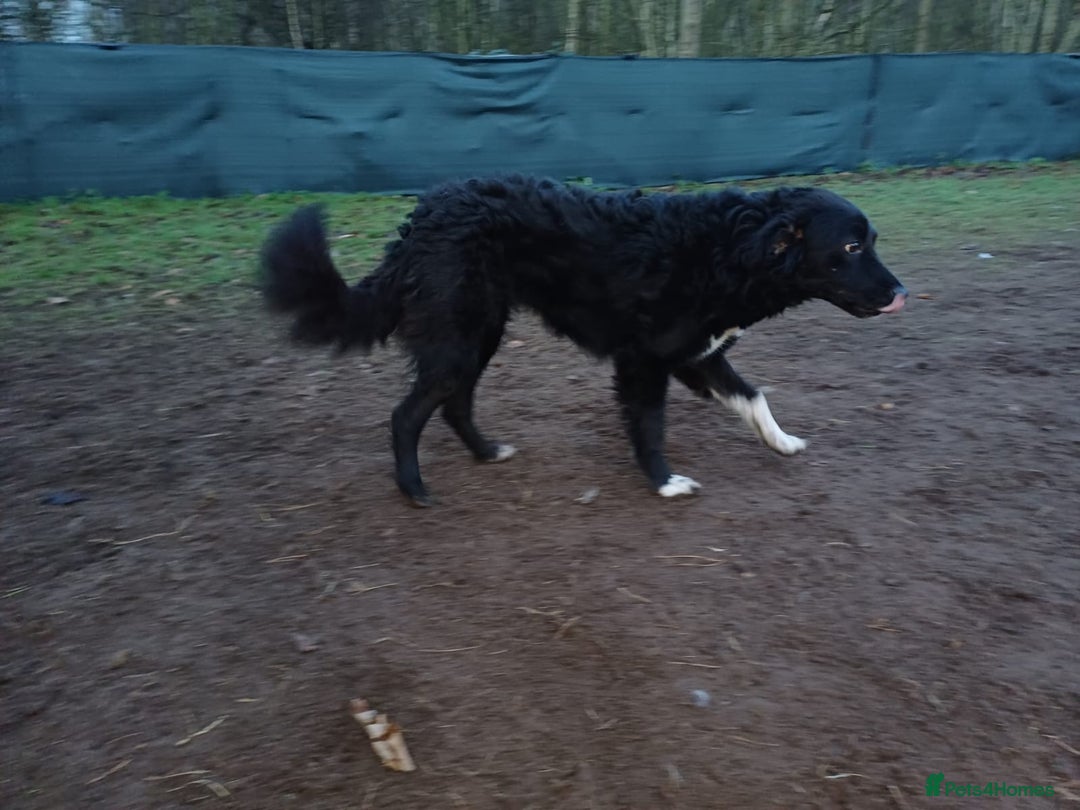 Mixed Breed dogs for adoption: Daisy, a Beautiful Soul - for a Loving Home - Advert 16
