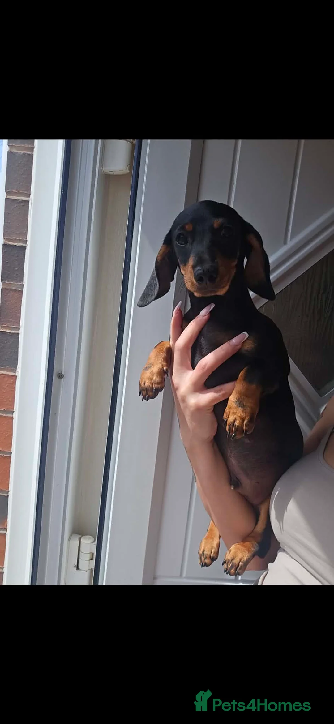Miniature Dachshund dogs for sale: Miniature dachshund  - Advert 2