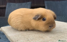 Guinea Pig rodents for sale: Swiss sows and boars  - Image 11