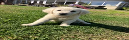 Golden Retriever dogs for sale: Kc beautiful girl  - Advert 6