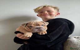 English Bulldog dogs for sale: Stunning litter of coloured Bulldogs home reared - Advert 20