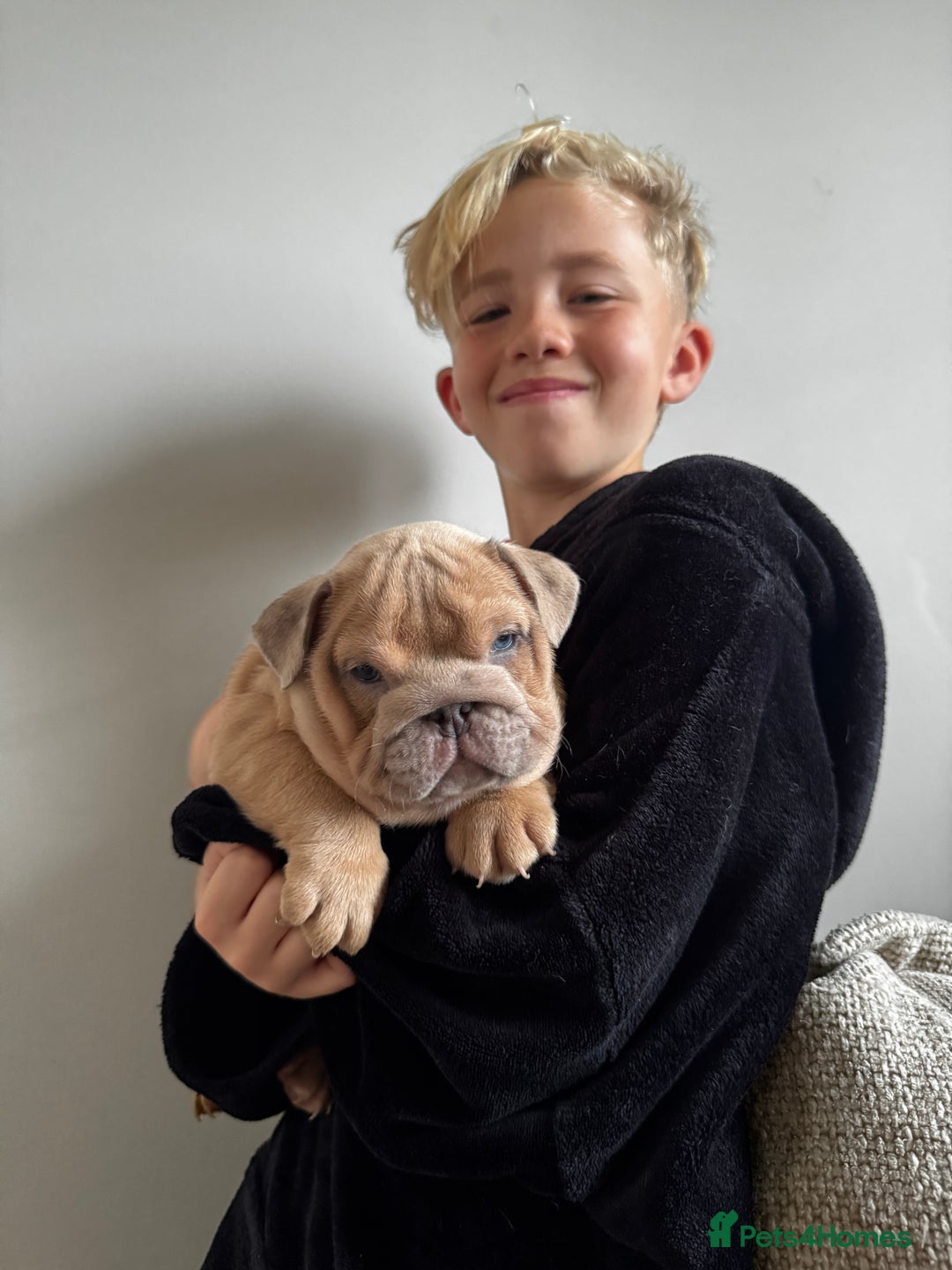 English Bulldog dogs for sale: Stunning litter of coloured Bulldogs home reared - Advert 20