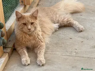 Maine Coon cats 😻PURE MAINE COON FULLY HEALTH TESTED GCCF 😻😻 - Advert 1