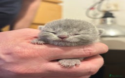 British Shorthair cats for sale: Adorable GCCF British Shorthair Kittens  - Image 7