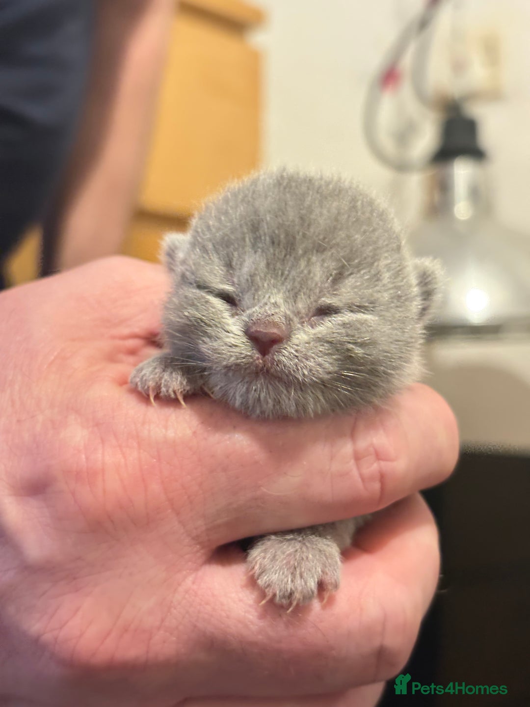 British Shorthair cats for sale: Adorable GCCF British Shorthair Kittens  - Image 7