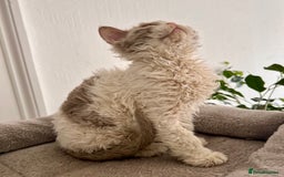 Selkirk Rex cats for sale: Gorgeous Selkirk Rex kittens - Image 23