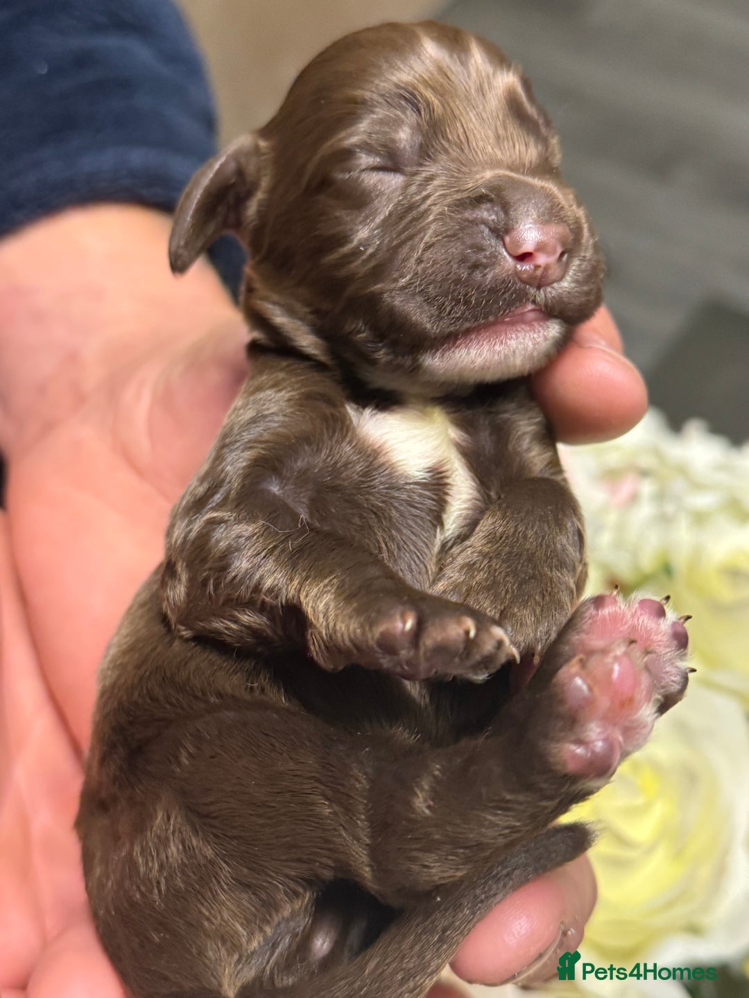 Cocker Spaniel dogs for sale: Merle cocker spaniels  - Image 24