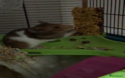 Hamster rodents for sale: Syrian hamster  - Image 2
