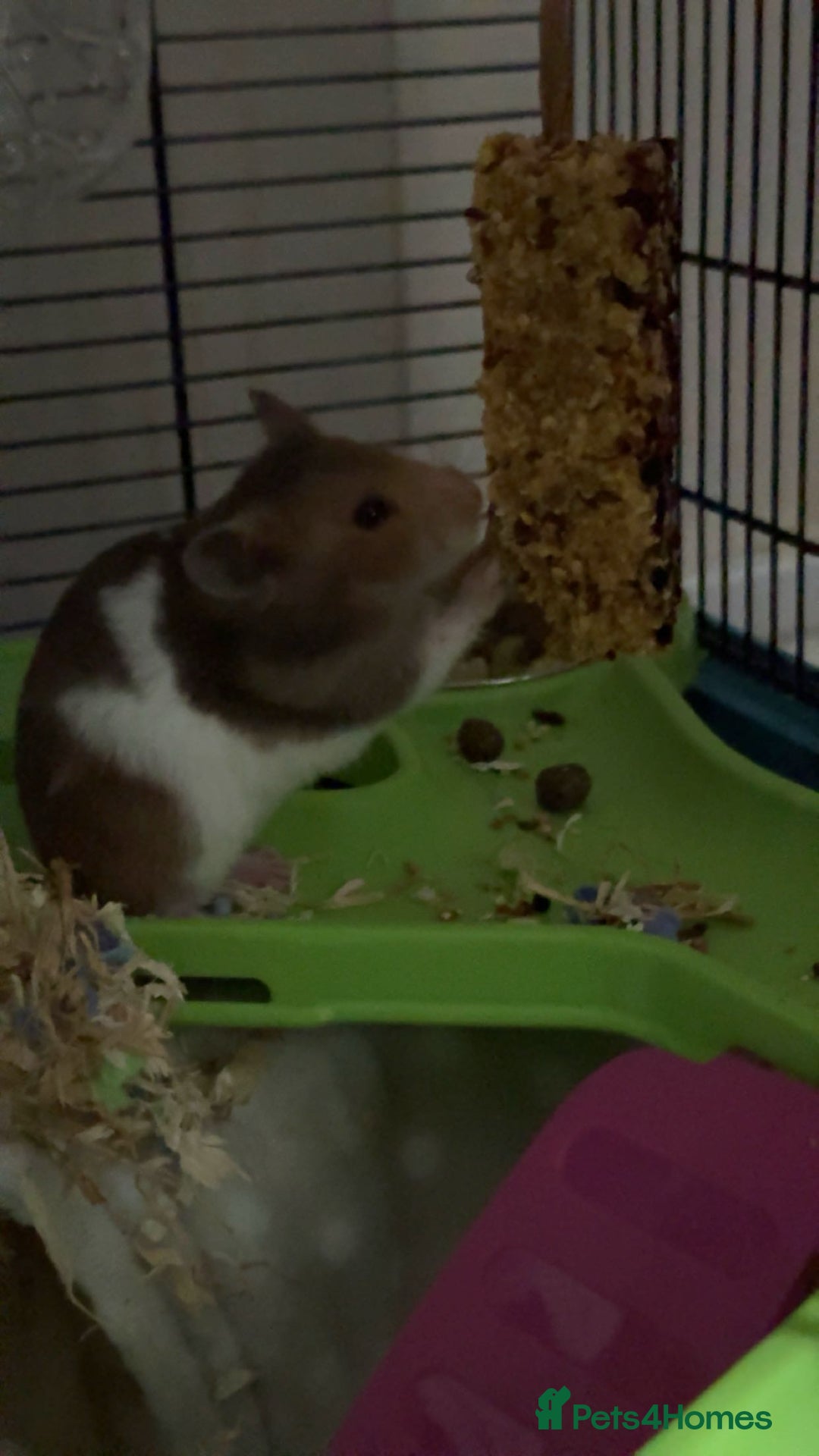 Hamster rodents for sale: Syrian hamster  - Image 2