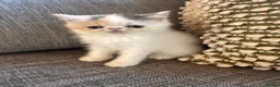 Exotic cats for sale: Exotic Persian kittens - Advert 10