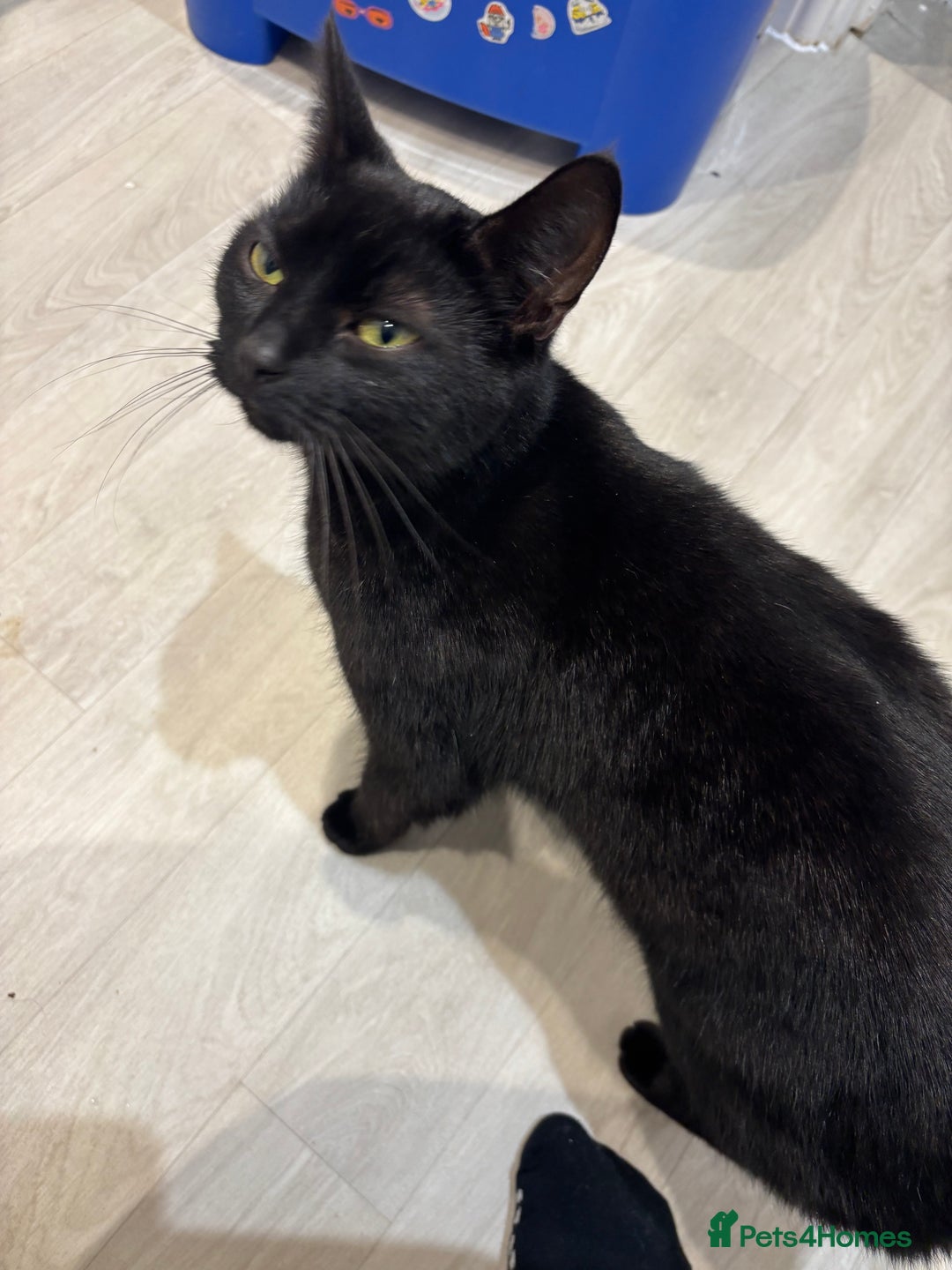 Domestic Shorthair cats for sale: Rehoming Sparkles Cat  - Image 2