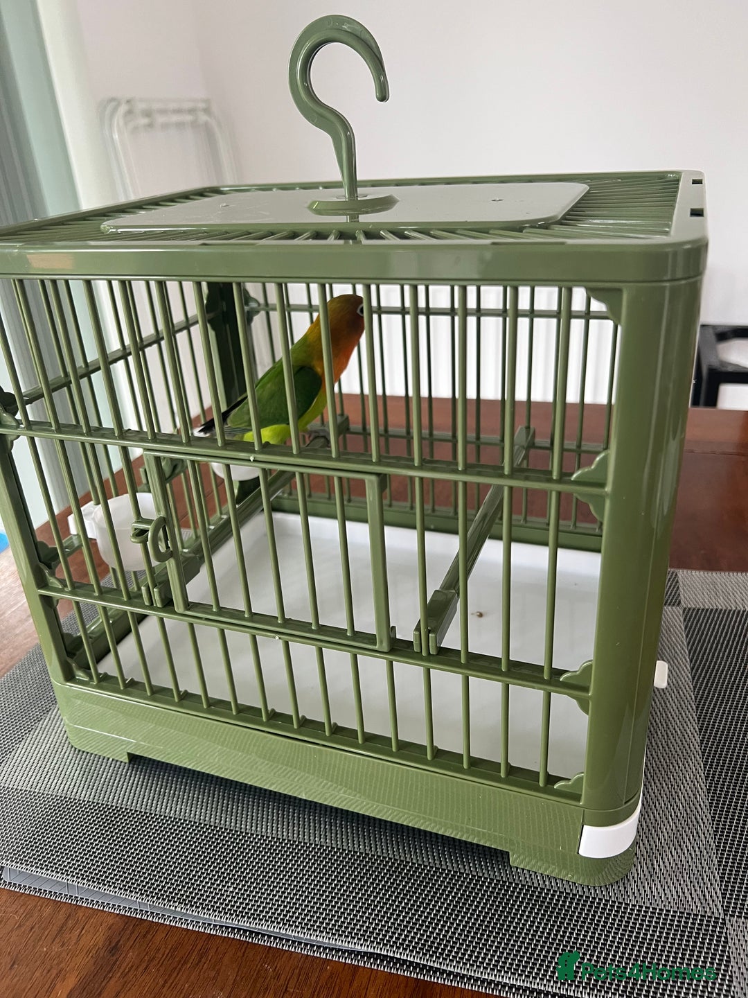 Lovebirds birds for sale: Lovebird  - Image 3