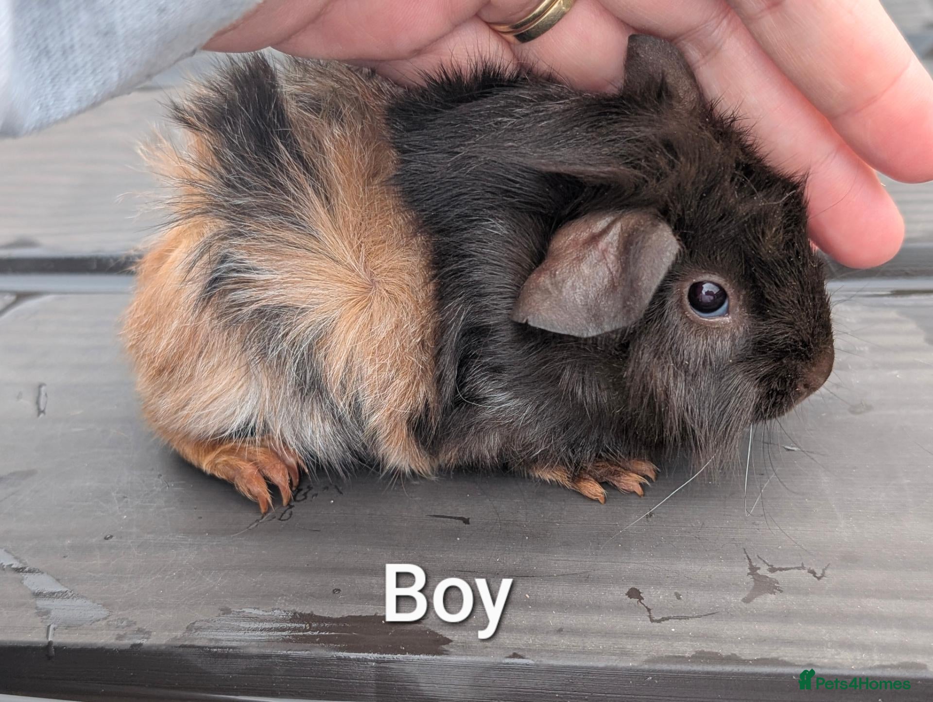 Guinea Pig rodents Baby funky pet boars  - Advert 23