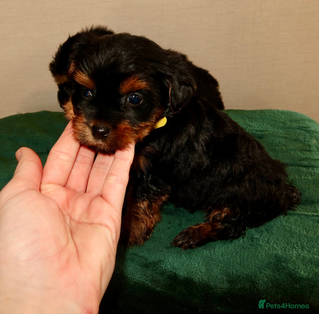 Yorkshire Terrier dogs for sale: Yorkshire terrier puppy’s 🐶  - Advert 5