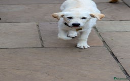 Mixed Breed dogs for adoption: Cuddly Crumble - Image 9