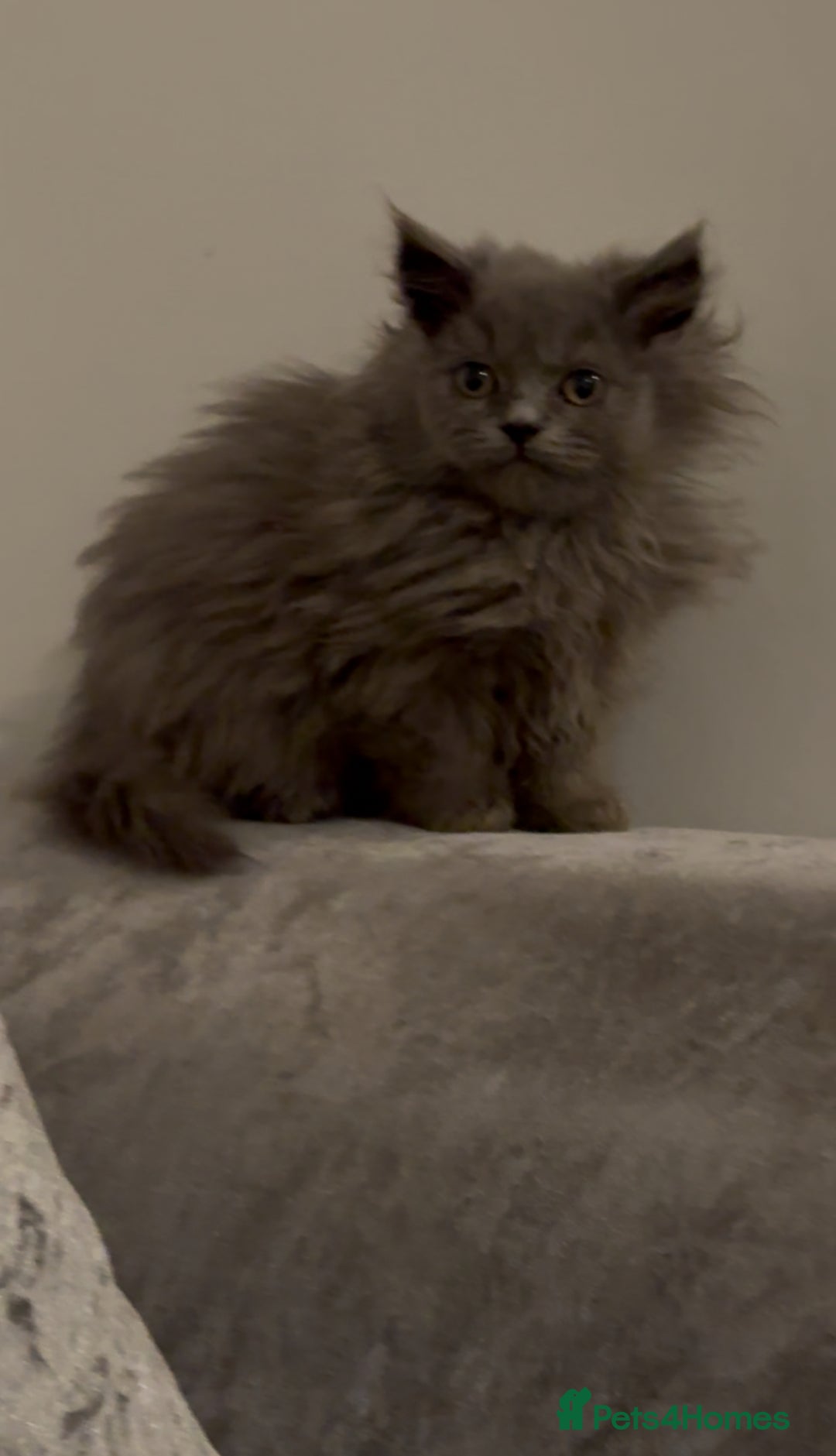 British Longhair cats for sale: Adorable British Longhair Kittens Ready Now! - Advert 23