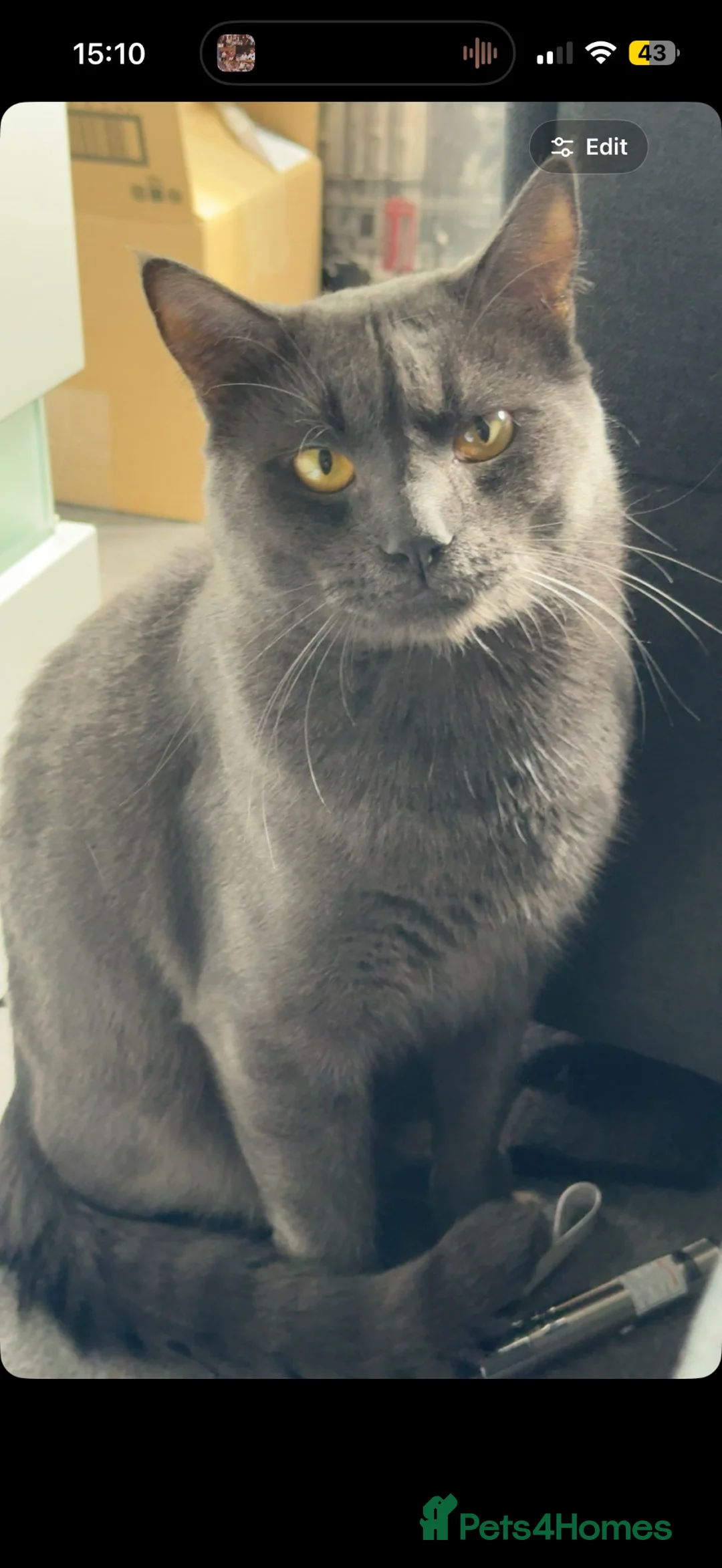 Russian Blue cats for sale: Russian Blue Male - Advert 3