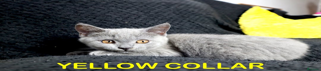 British Shorthair Blue Kitten (Yellow Collar)