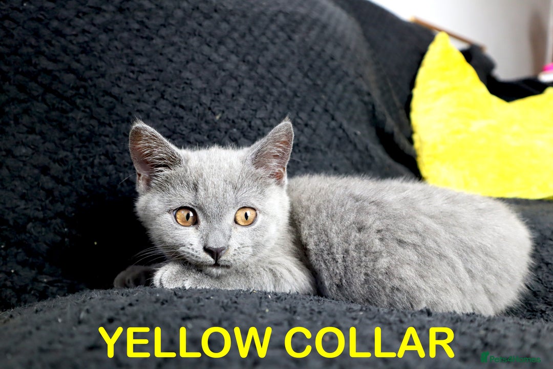British Shorthair cats for sale: Last 3 Pedigree GCCF Reg Kittens, Ready Now in Gillingham - Image 8