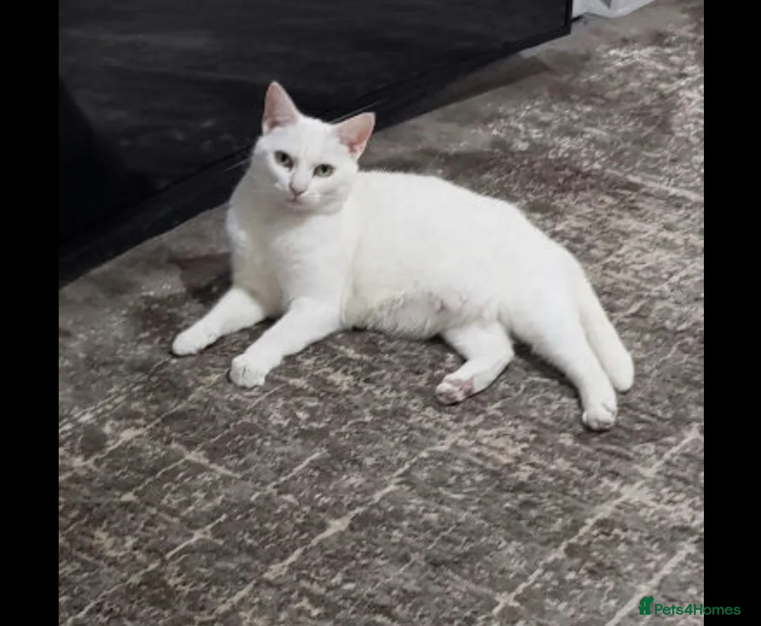 British Shorthair cats for sale: Kikis - Advert 1