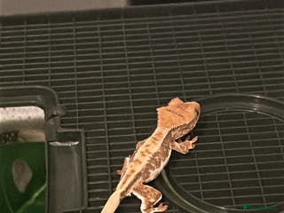 Gecko reptiles Lilly White crested gecko - Advert 10