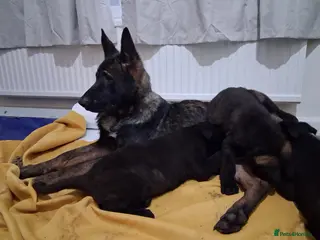 German Shorthaired Pointer dogs German shepherd / Dutch herder - Advert 6