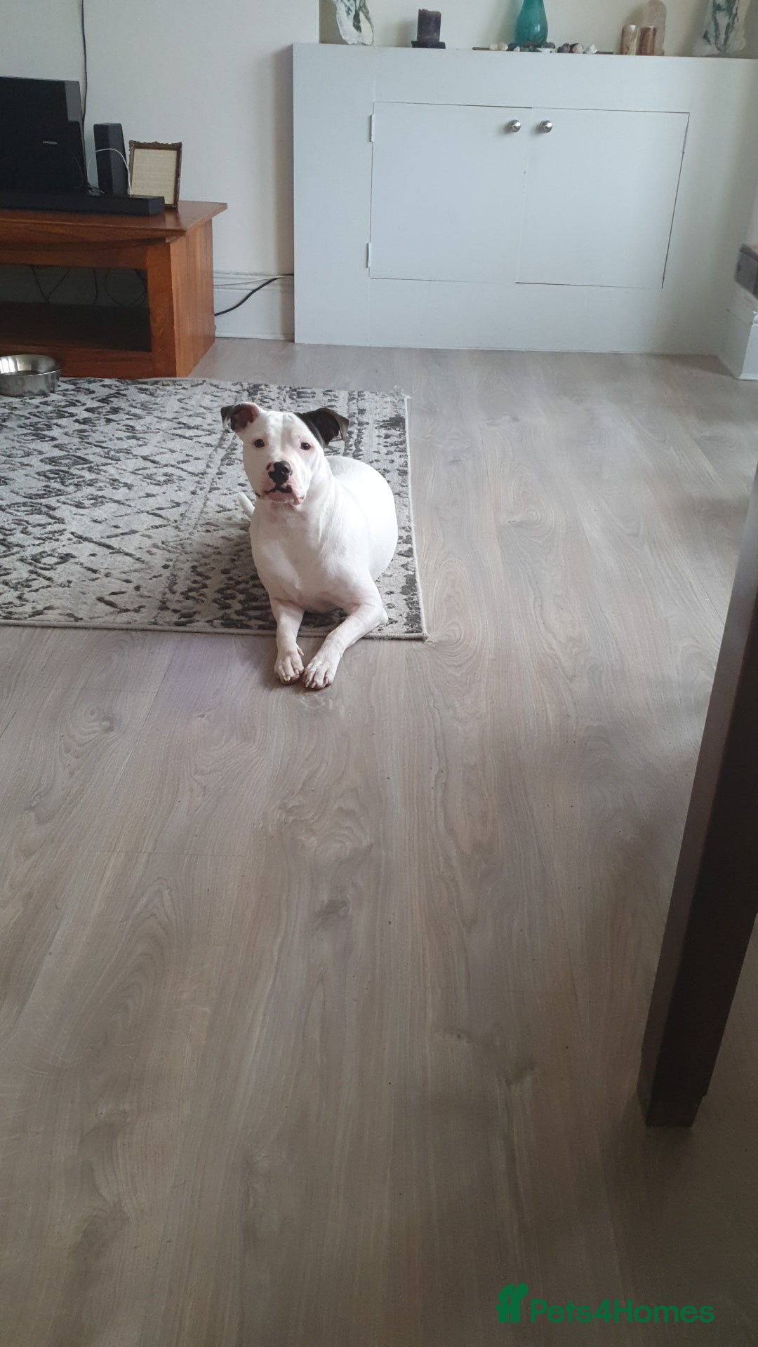 Mixed Breed dogs for sale: 10 month old staffy x for rehoming  - Image 2