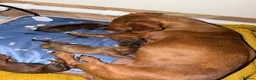 Miniature Dachshund dogs for sale: Super small and lovely - Mini dachshund  in Northampton - Advert 2