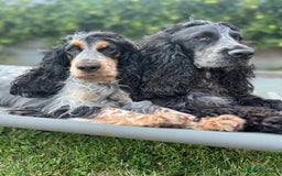Cocker Spaniel dogs for sale: Beautiful Orange Roan/ Sable Puppies  - Image 16
