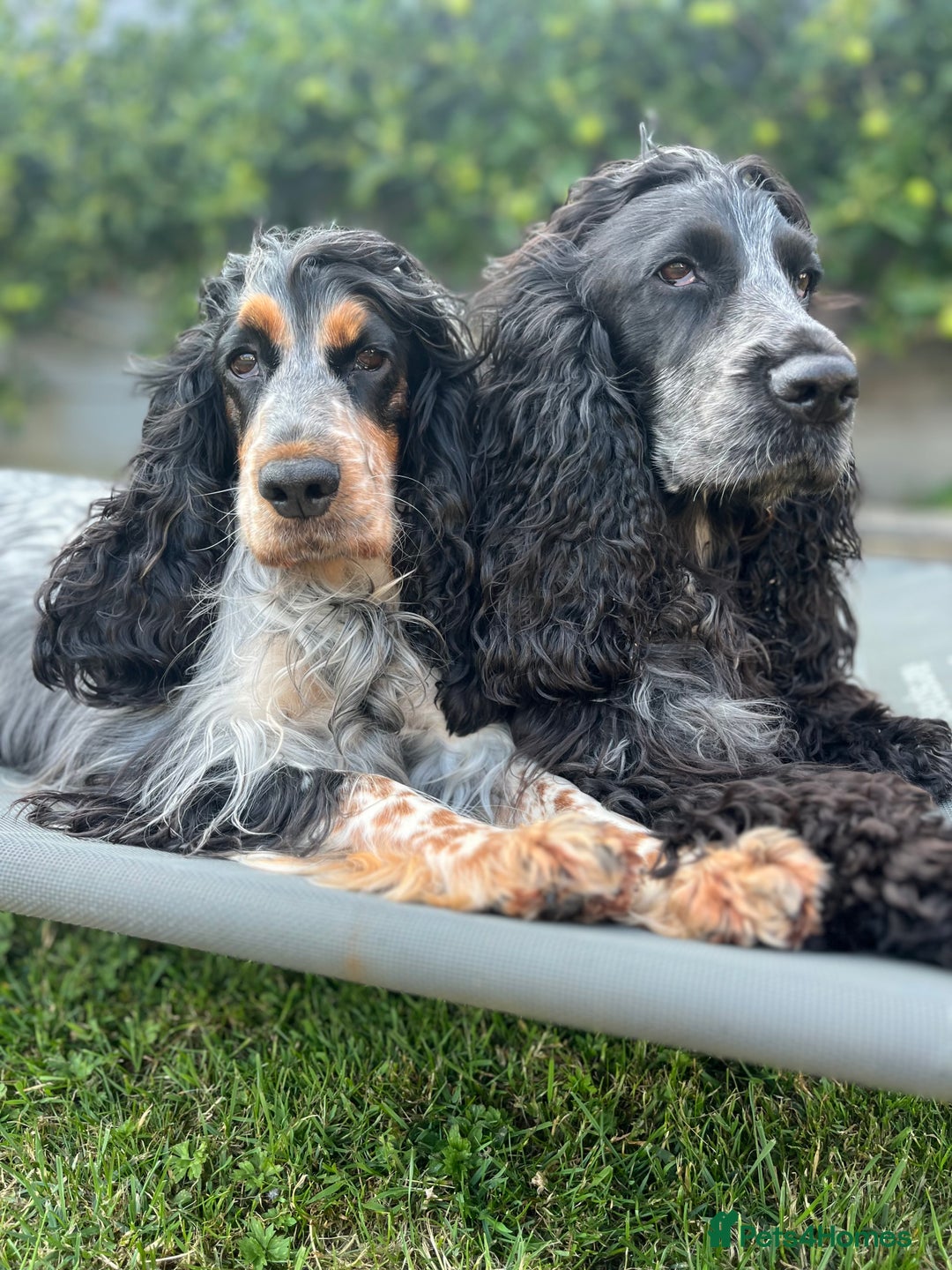 Cocker Spaniel dogs for sale: Beautiful Orange Roan/ Sable Puppies  - Image 16