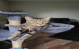Mixed Breed cats for sale: 3 year male  - Image 2