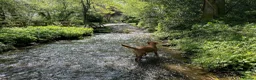 Labrador Retriever dogs for sale: Last Girl in Marlborough - Advert 4