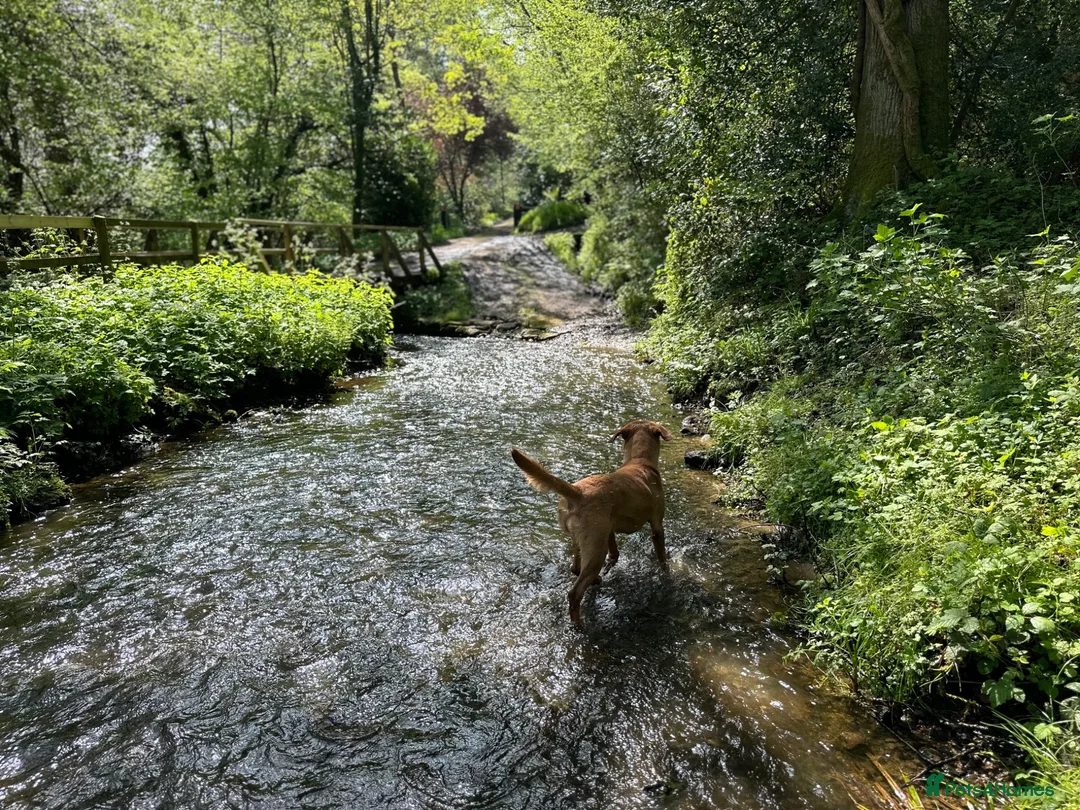 Labrador Retriever dogs for sale: Last Girl in Marlborough - Advert 4