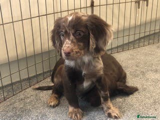 Cocker Spaniel dogs Cocker spaniel puppys - Advert 10