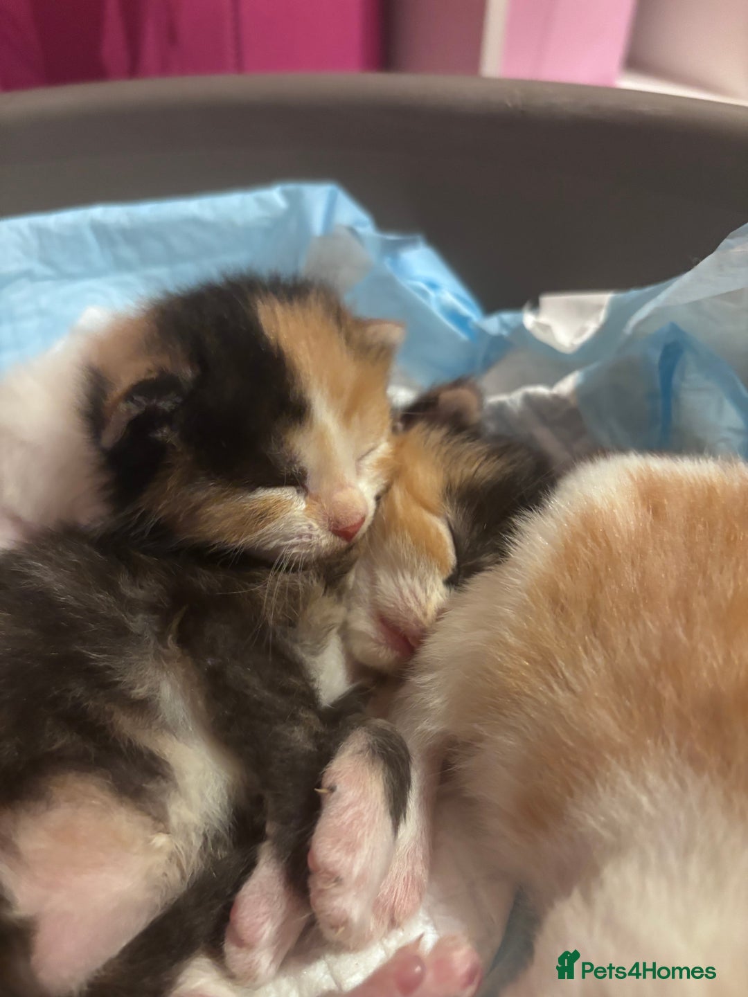 Domestic Shorthair cats for sale: 5 Gorgeous Kittens -  ready on the 7th January  - Advert 13