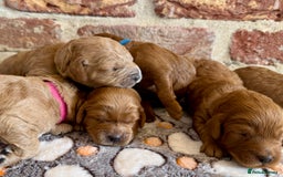 Cavapoo dogs for sale: F1b cavapoos - Image 7